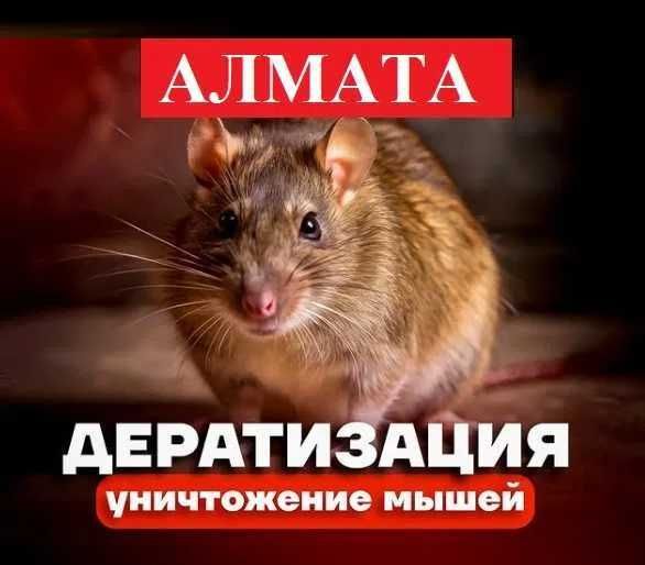 Уничтожение мышей крыс таракан клоп блох клещей Обработка № 33551