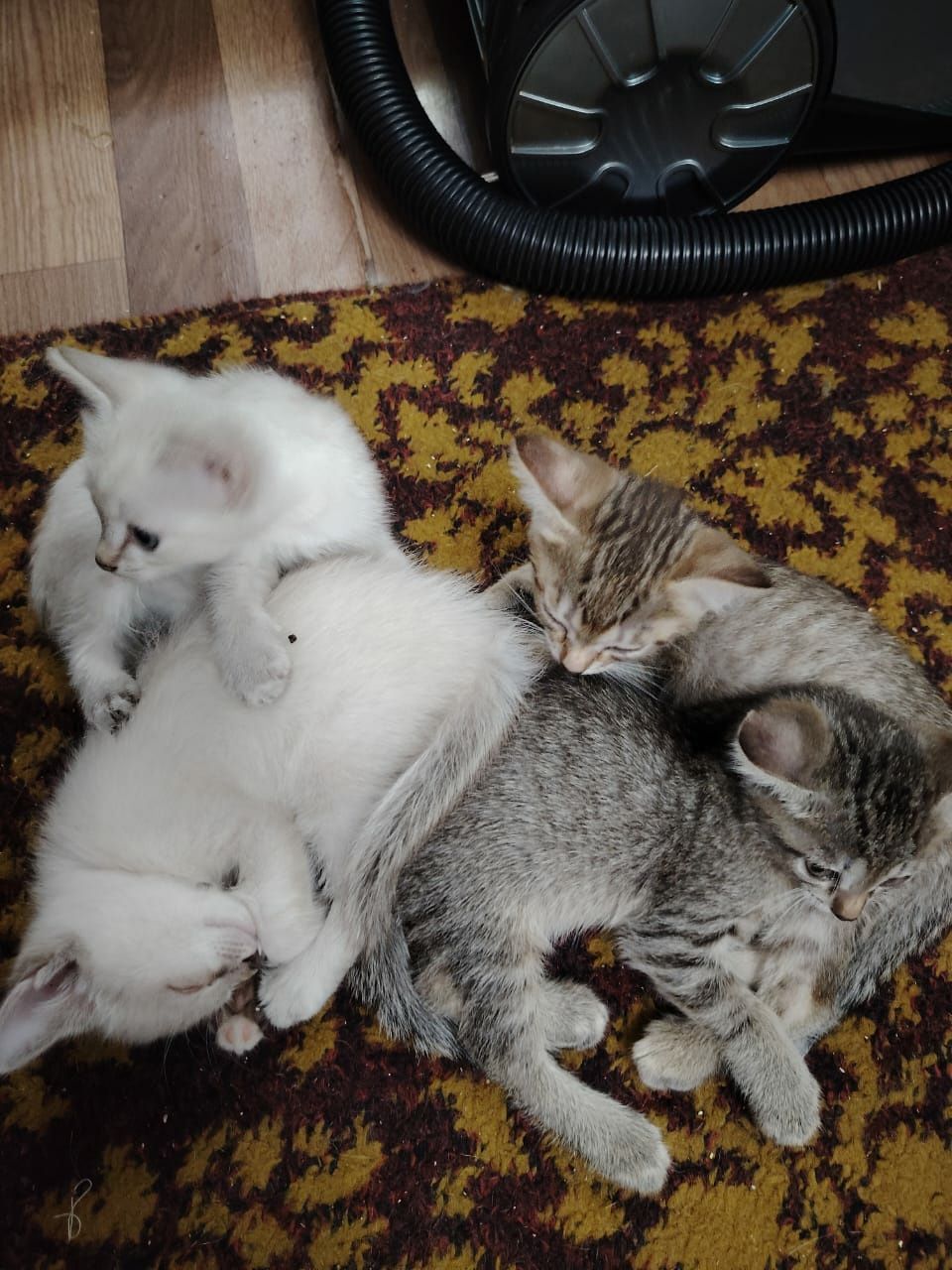 Отдам котят в добрые руки