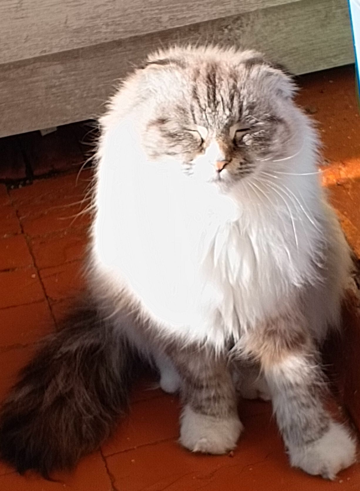 Отдам вислоухую кошечку