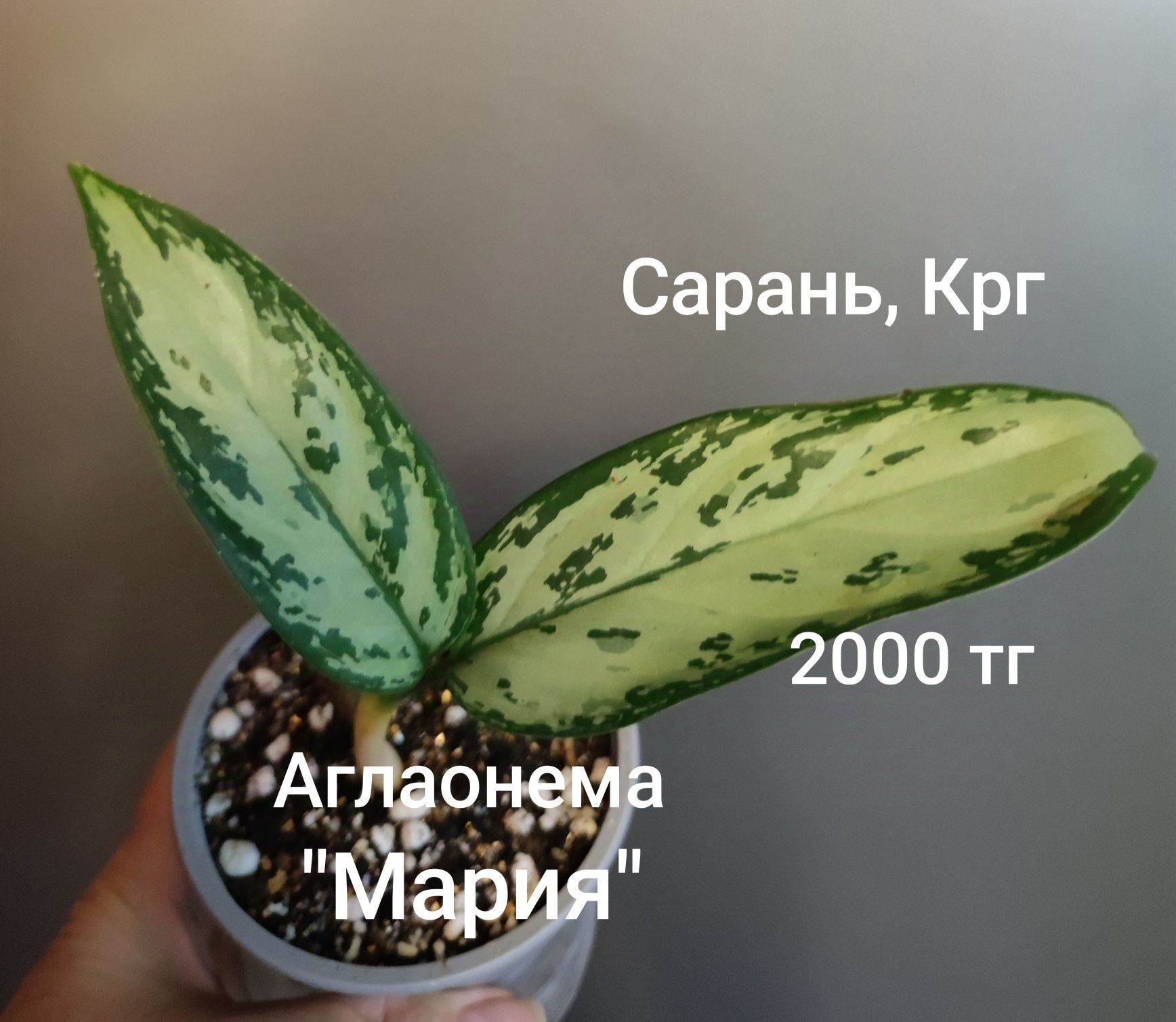 Аглаонема аглаонема