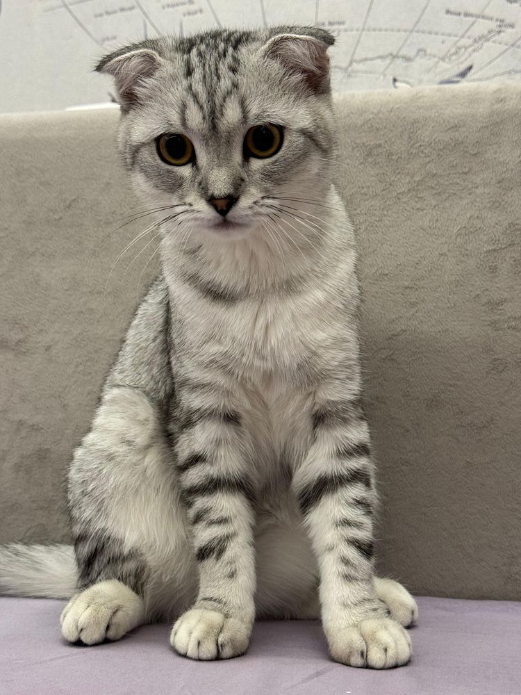 Кошку отдам в добрые руки
