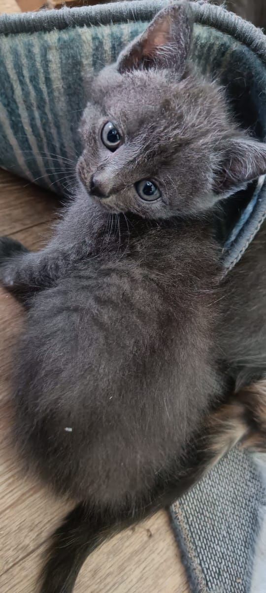 Отдам котят, к лотку приучены.