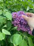 Сирень сортовая продам