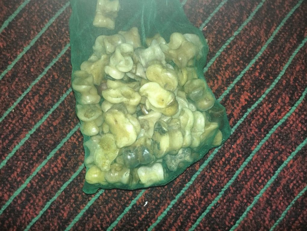 Сәлеметсізбе мына асық сатылады