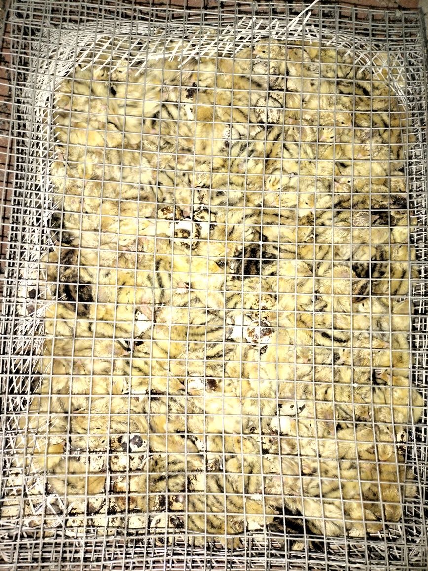 перепелки мясо яицо
