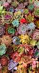 Echeveria (Эхеверии) розы пустыни, суккуленты из частной коллекции
