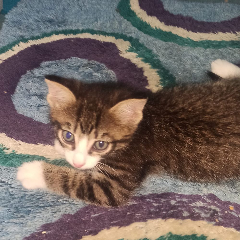 Котят в хорошие руки