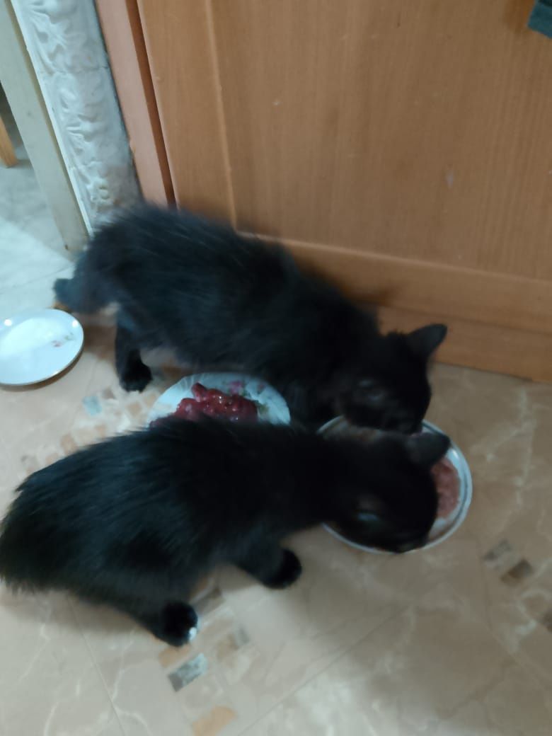 Котята в добрые руки!