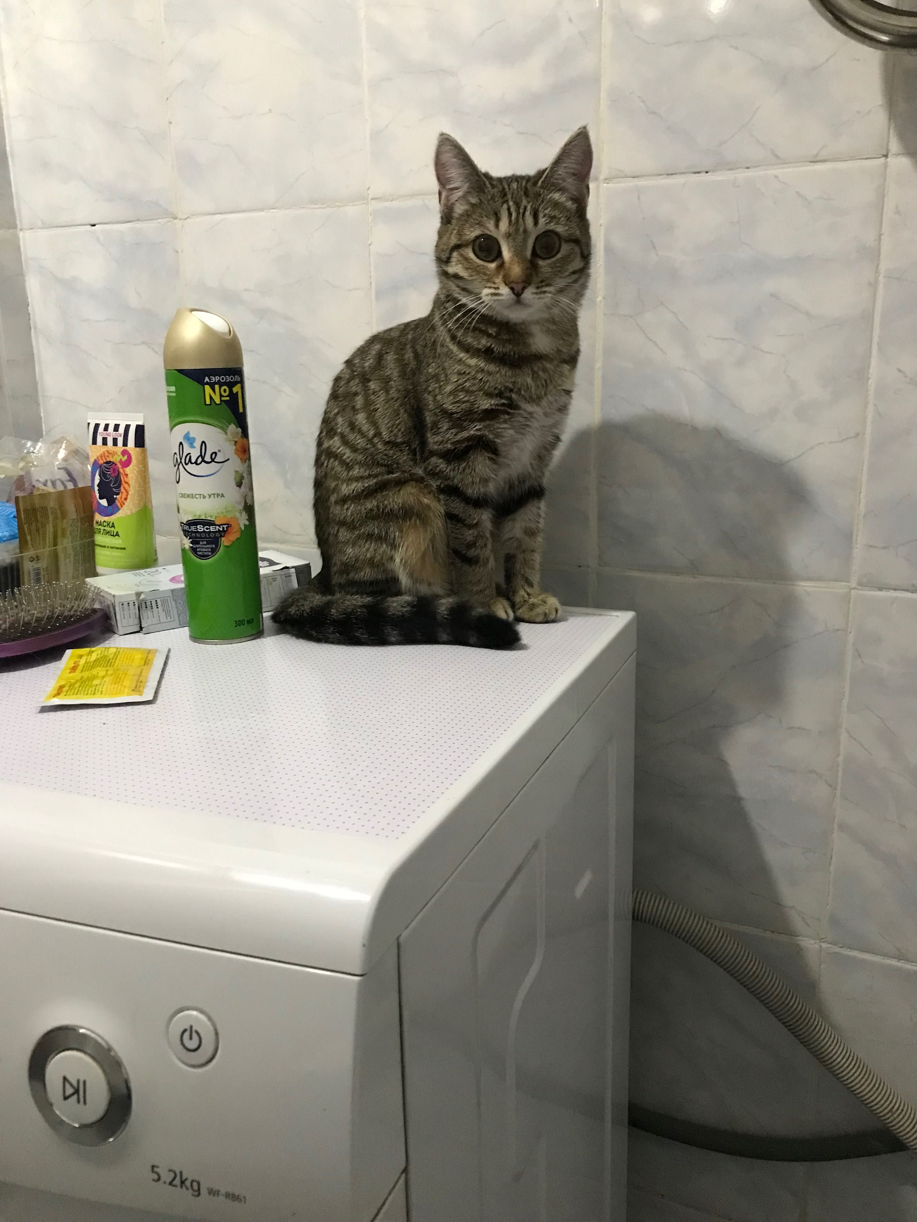 Отдадим кошку в хорошие руки