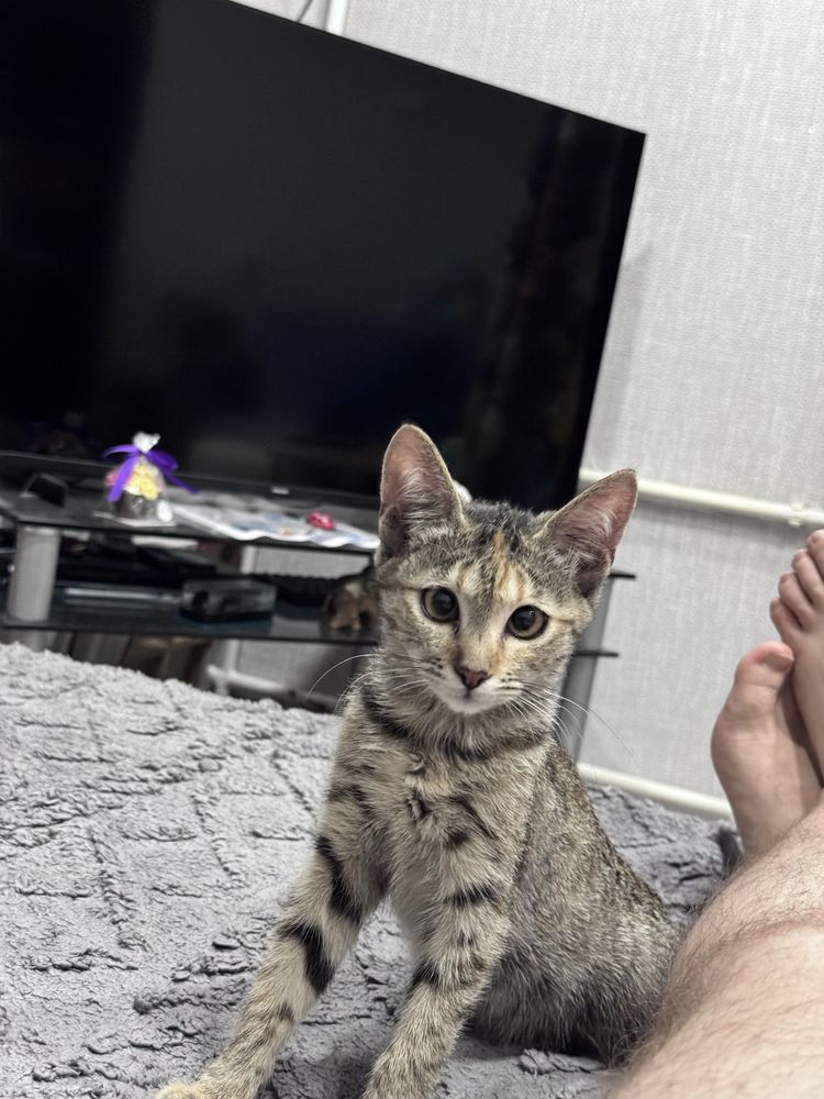 Отдам котенка в хорошие руки, девочка 1,5 мес