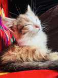 Котёнок ищет семью