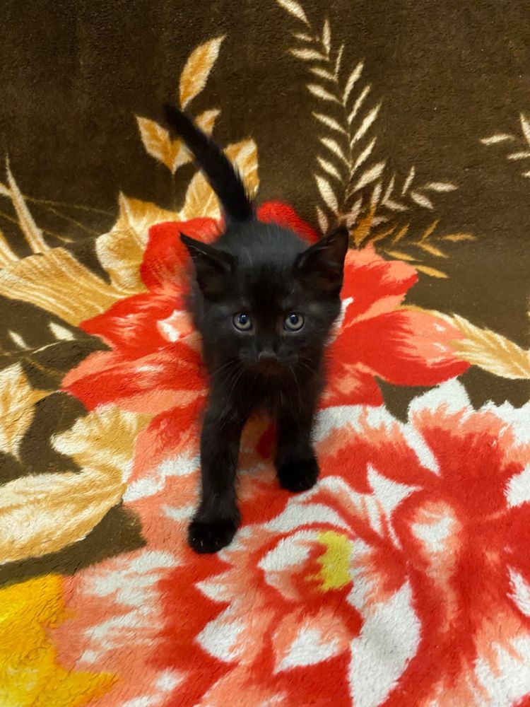 Отдаем черных котят в добрые руки (кот, котенок)