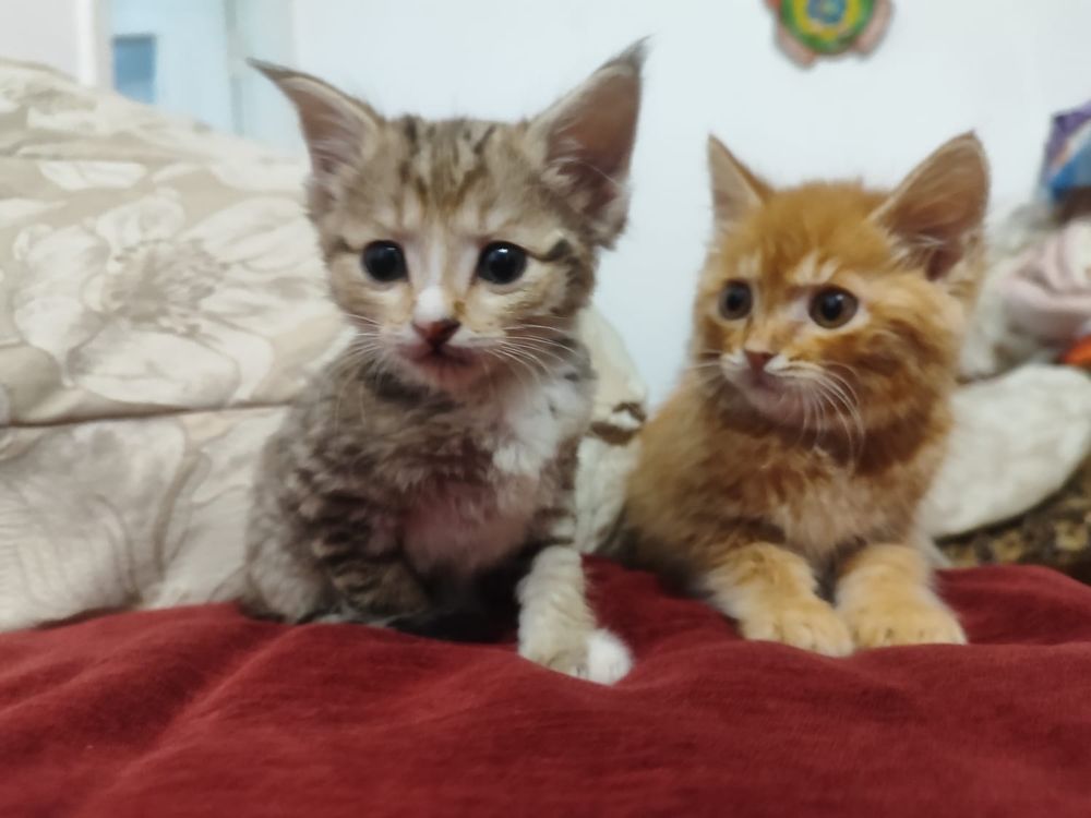 Подарю милых котят, мальчики