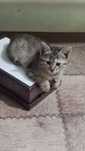 Котенок девочка Бозарык