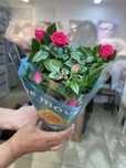 Комнатные цветы үй гүлдері цветы в горшках