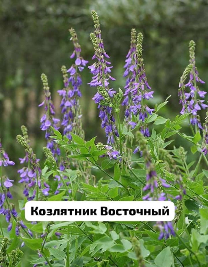 Семена:Эспарцет,Суданка,Донник,Житняк,Вика,Козлятник,Фацелия,Овсянница