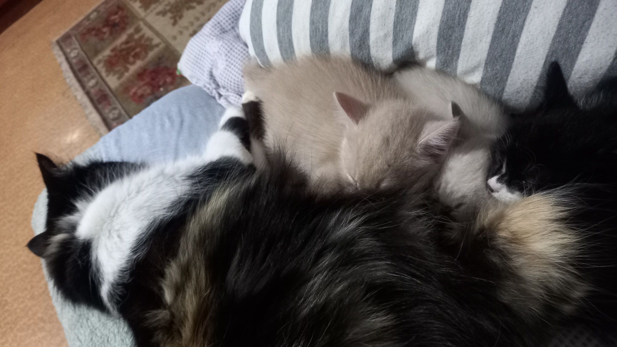 Отдам котят в добрые руки
