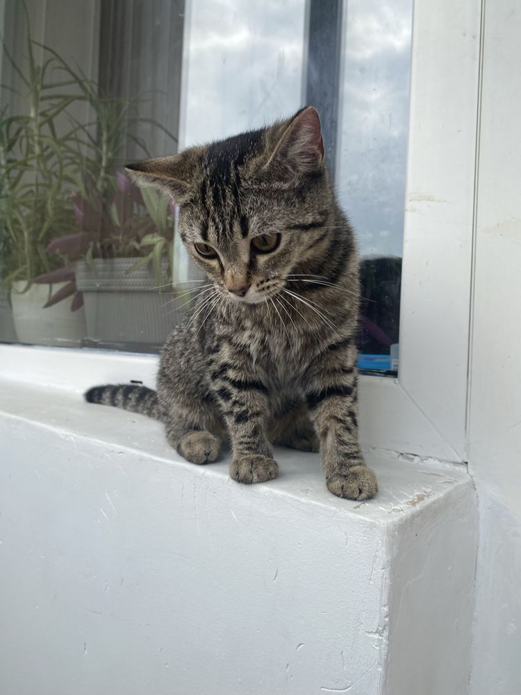 Кошка. Ищем дом для кошечки.