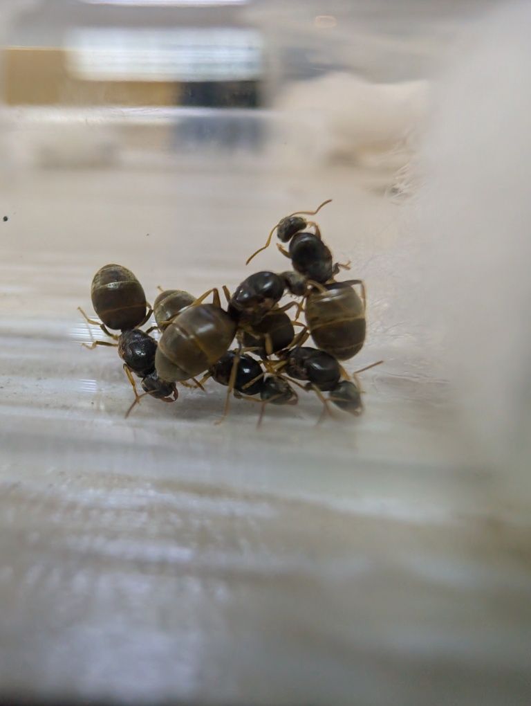 Муравьи Lasius neglectus