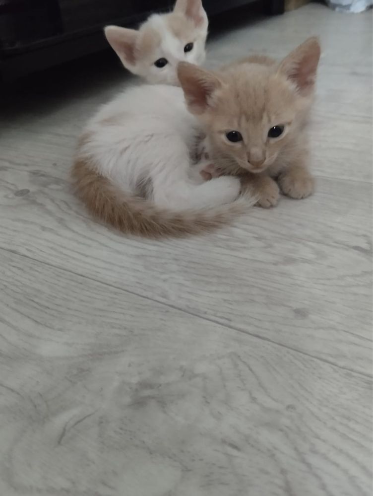 Отдам в хорошие руки котят
