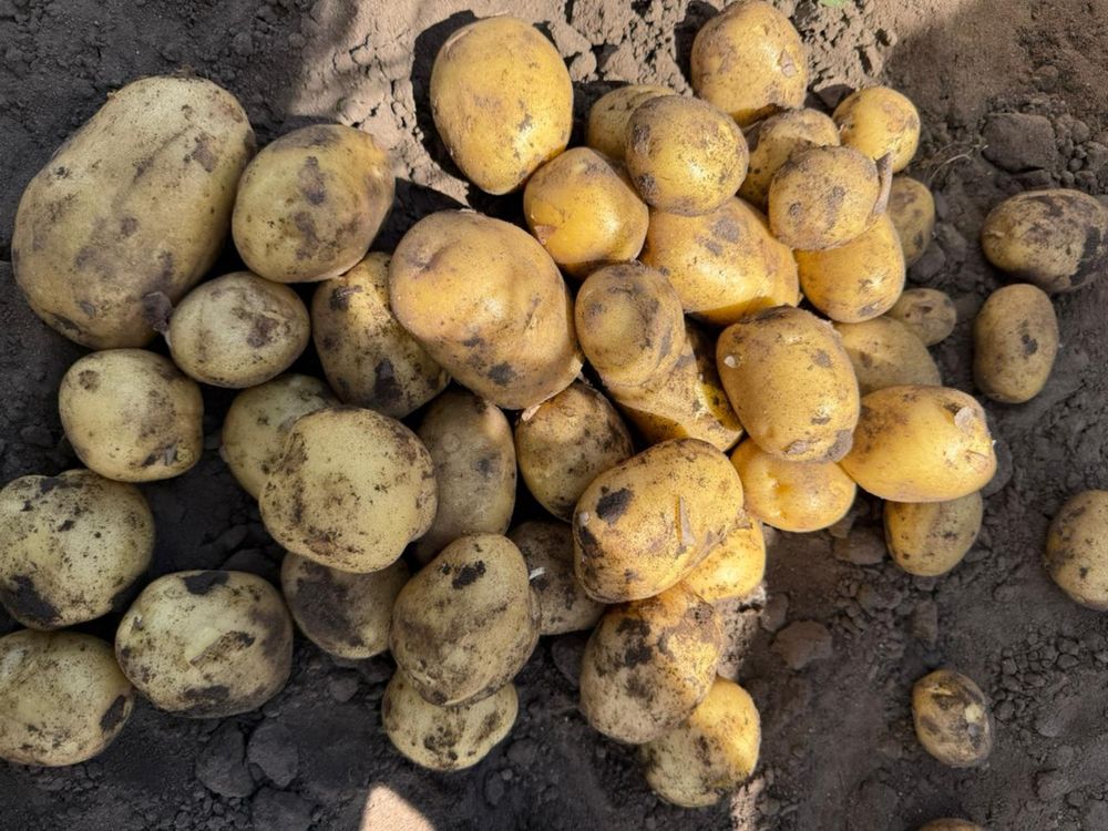 Картошка продам свежая 100