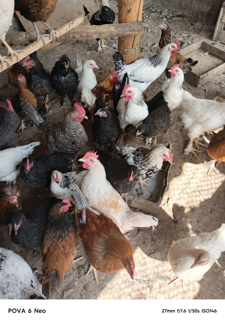 Петушки молодняк срочно продам. Цена смешная. Берите быстрее