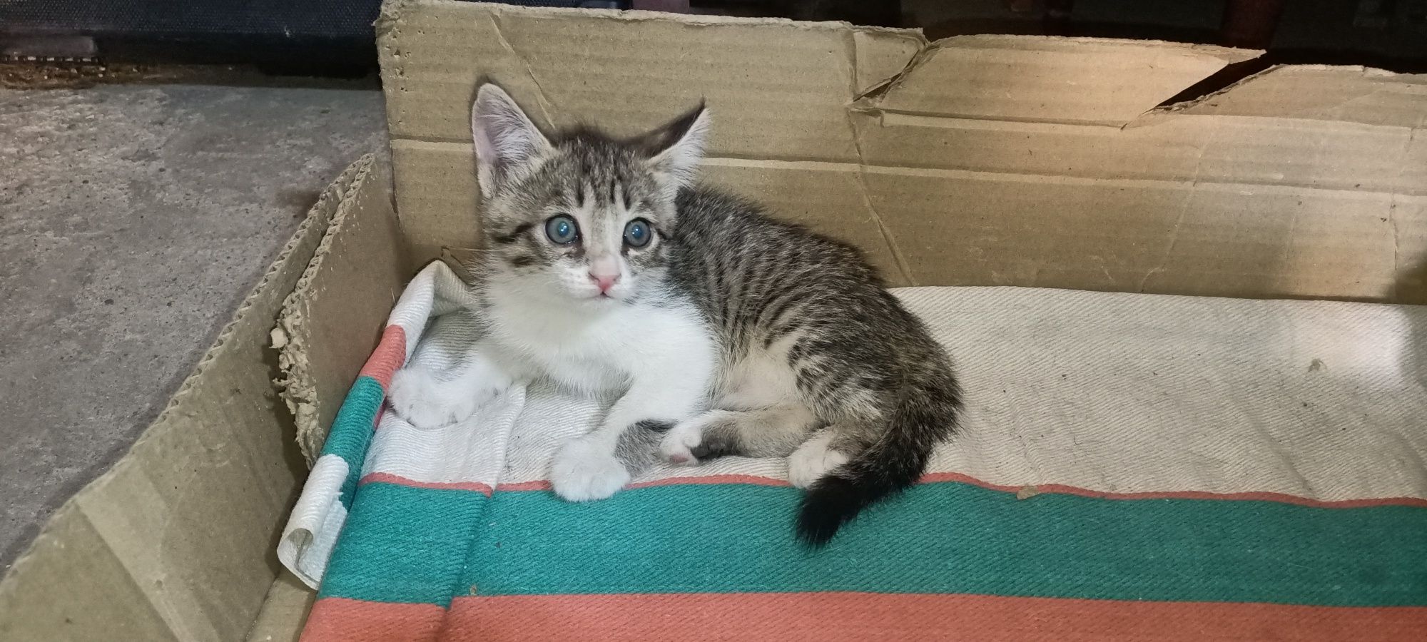 Котята, бесплатно