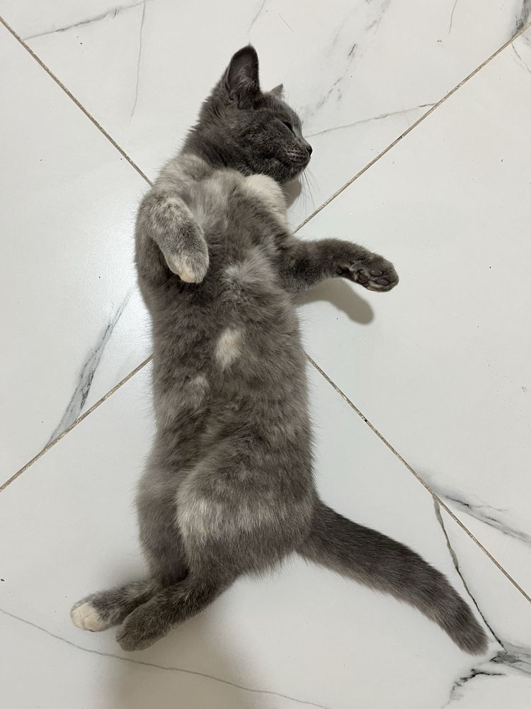 Котенок в добрые руки