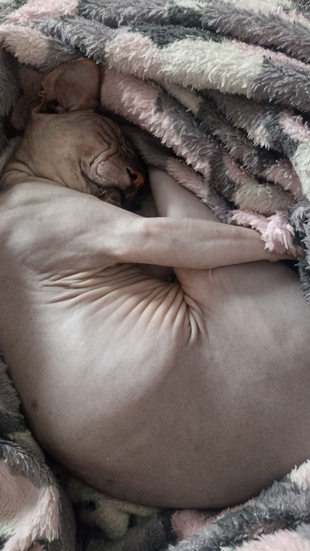 Котик Ярик( вязка)
