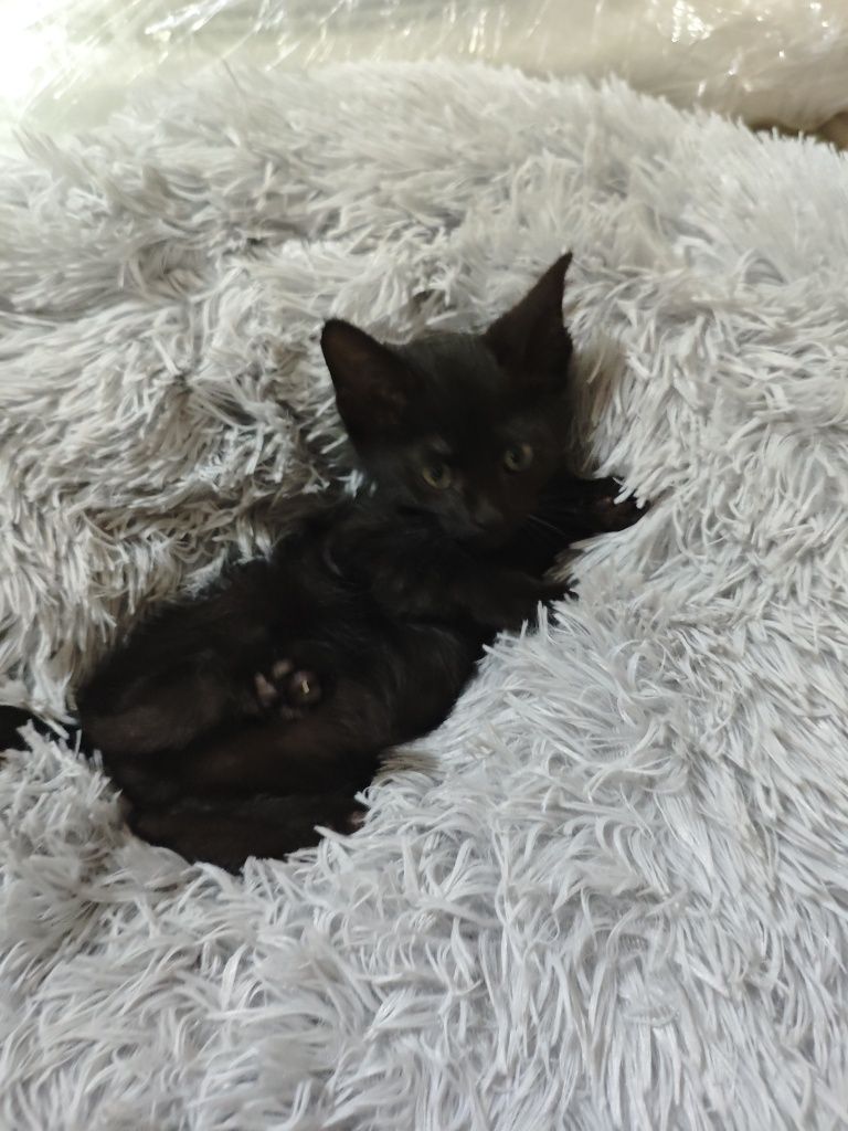 Отдам котят в добрые руки