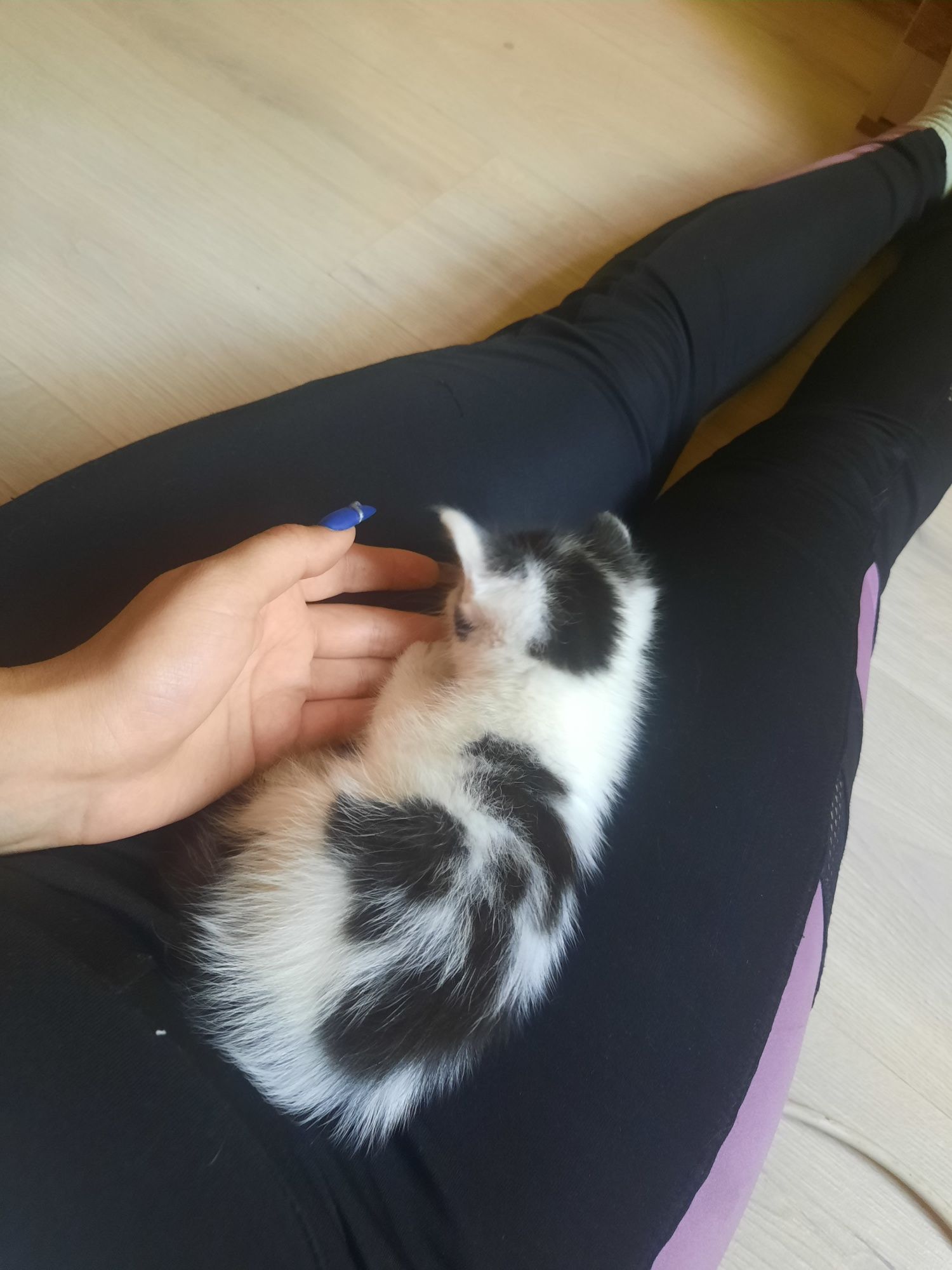 Прекрасные котята
