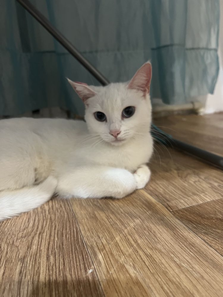 Отдам котенка в добрые руки