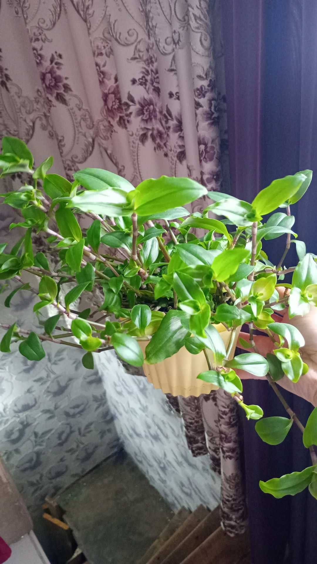 Продам традисканцию зелёную