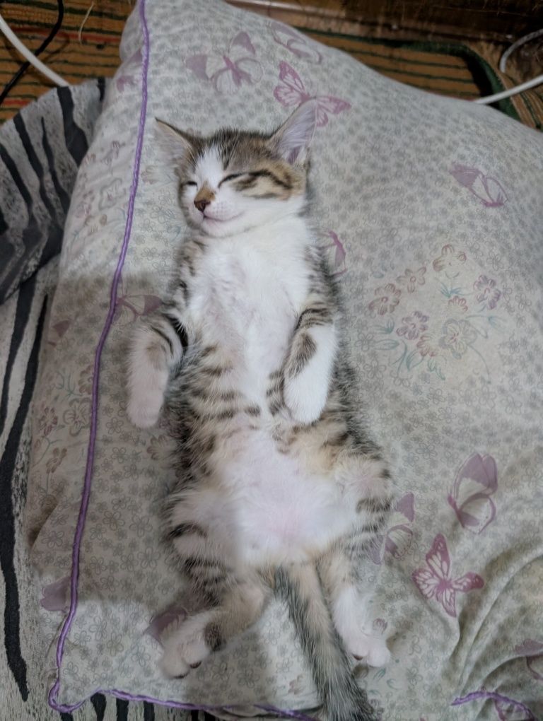 Отдам двух котят