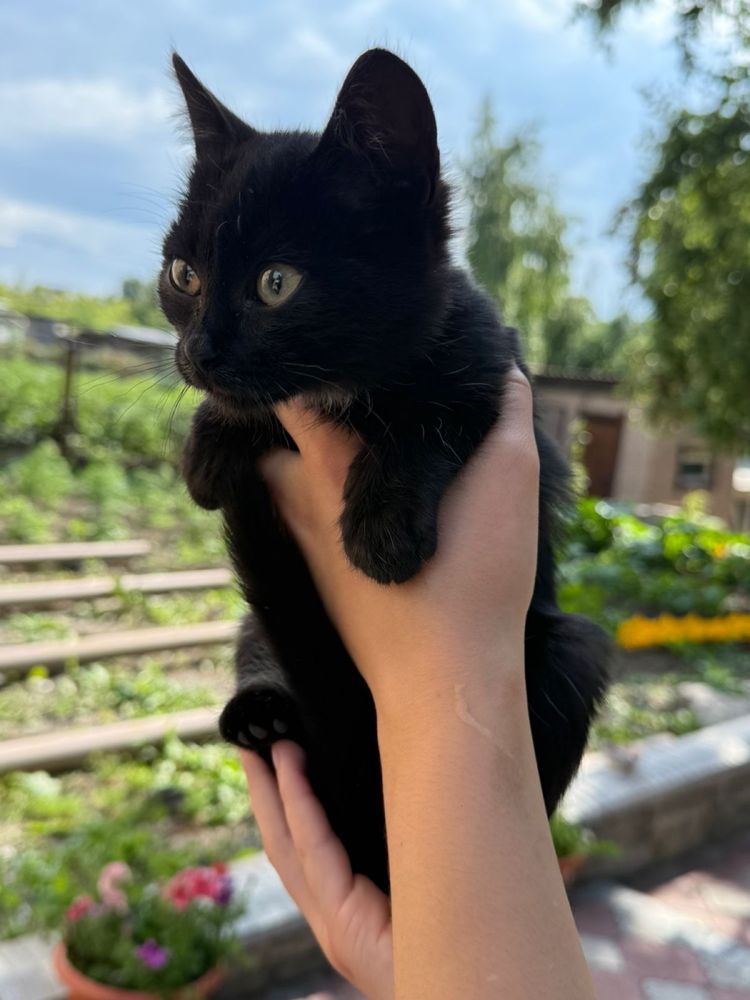 Отдам котят девочек
