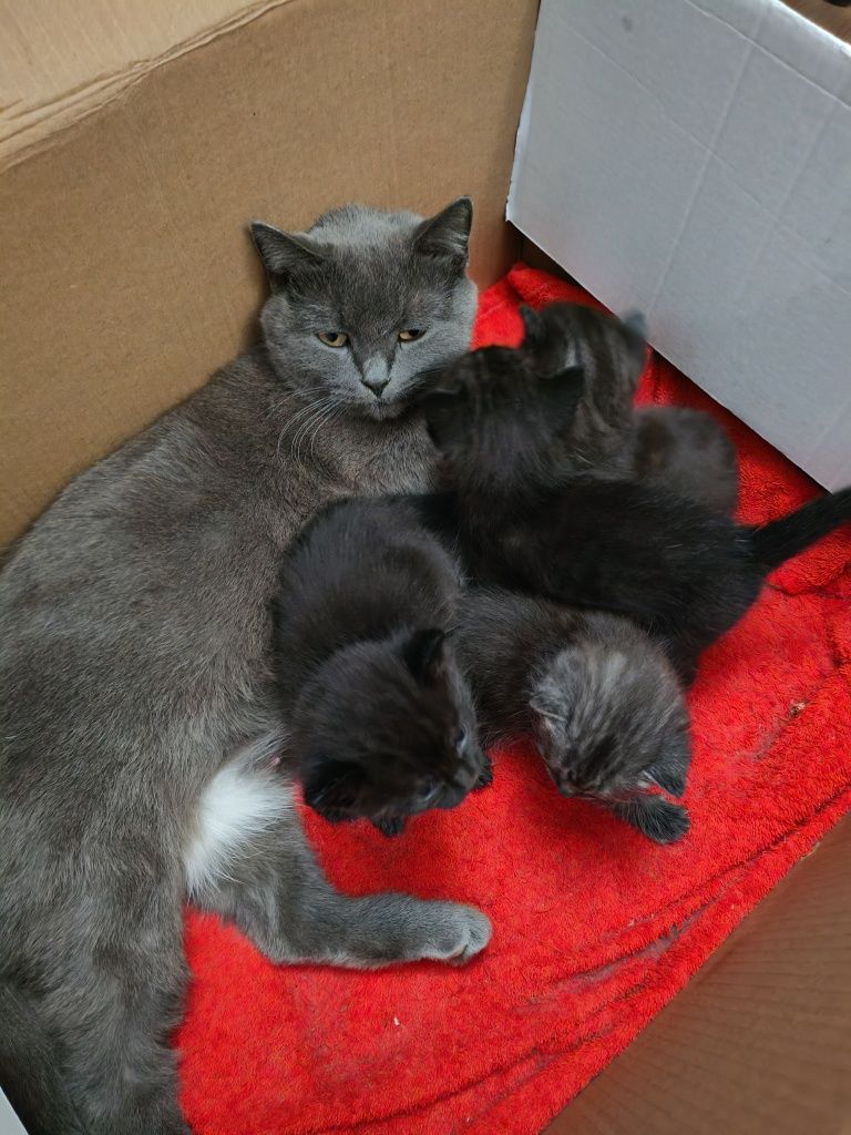 Отдам котят в добрые руки