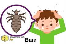выведим вшей быстро