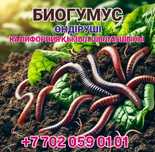 БИОГУМУС / Тыңайтқыш / Почвосмесь / Чернозем / Колифорнийские черви /