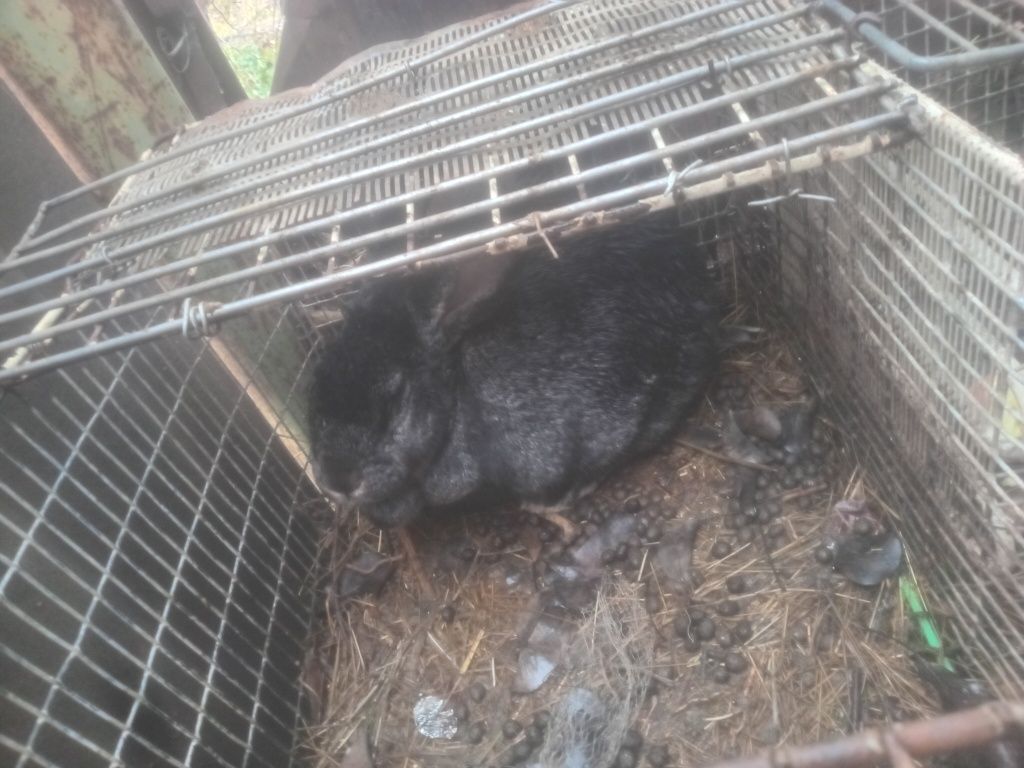 Коян сатылады пародия Великан