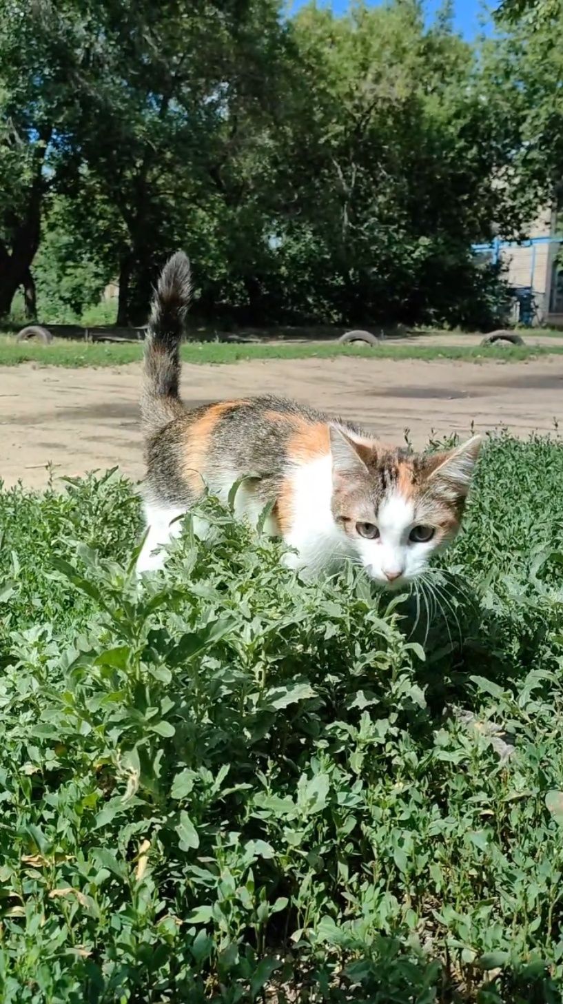 Кошка, котенок подросток, стерилизована