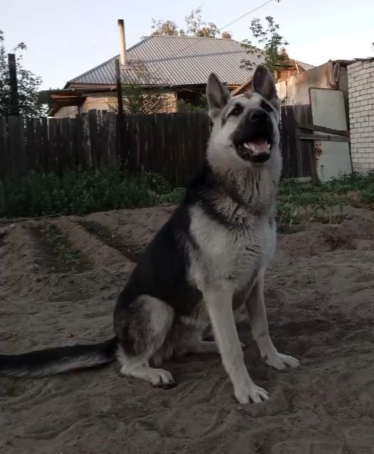 Продам щенков ВЕО