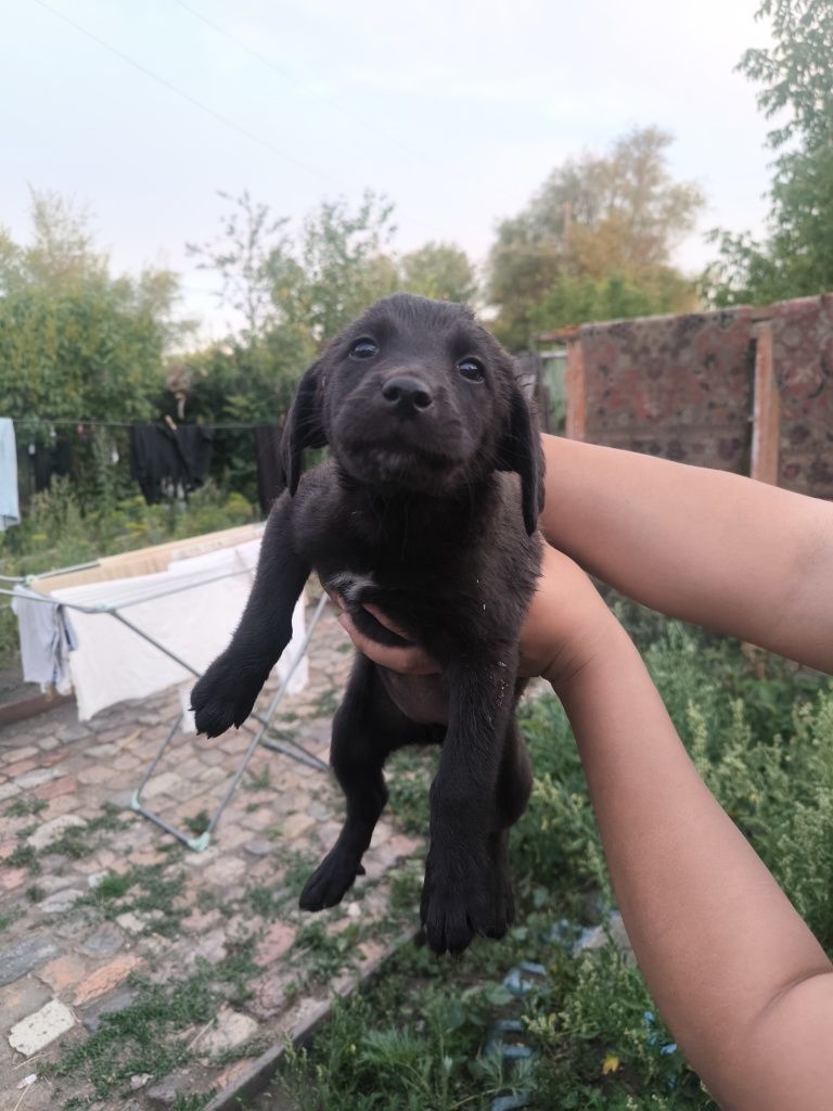 Дарю щенят в хорошие руки