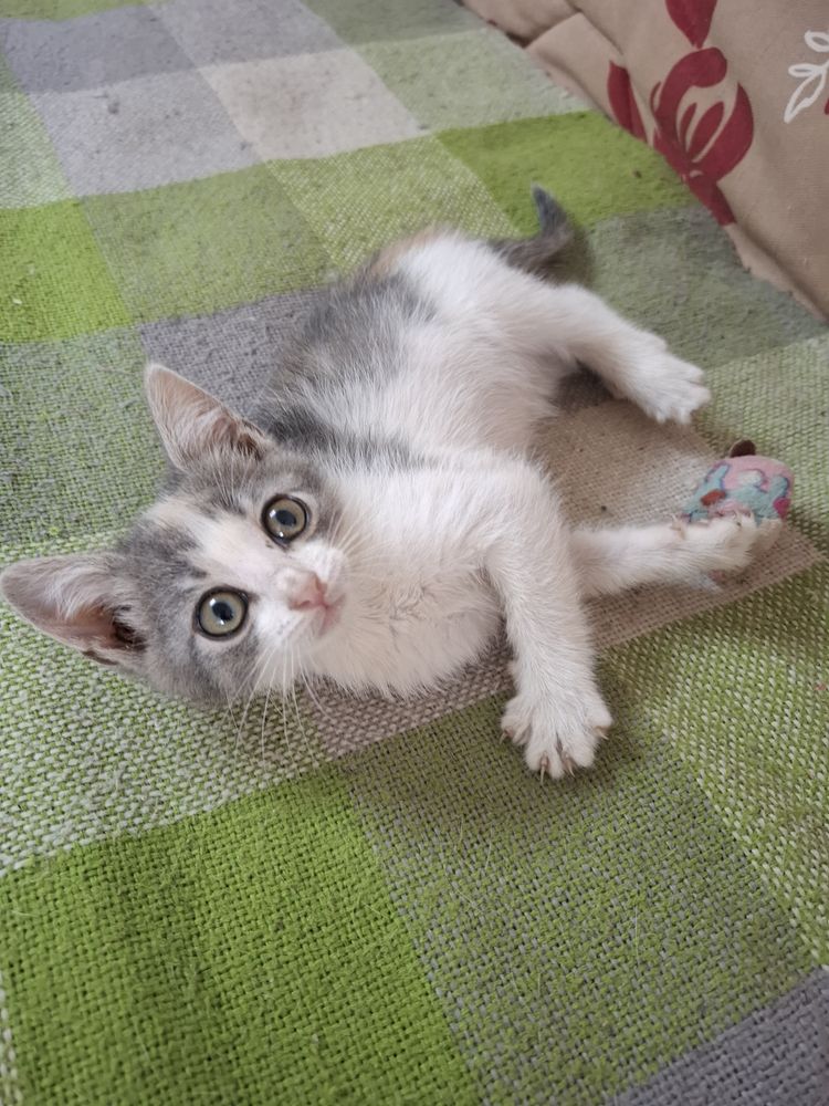 Котенок в добрые руки