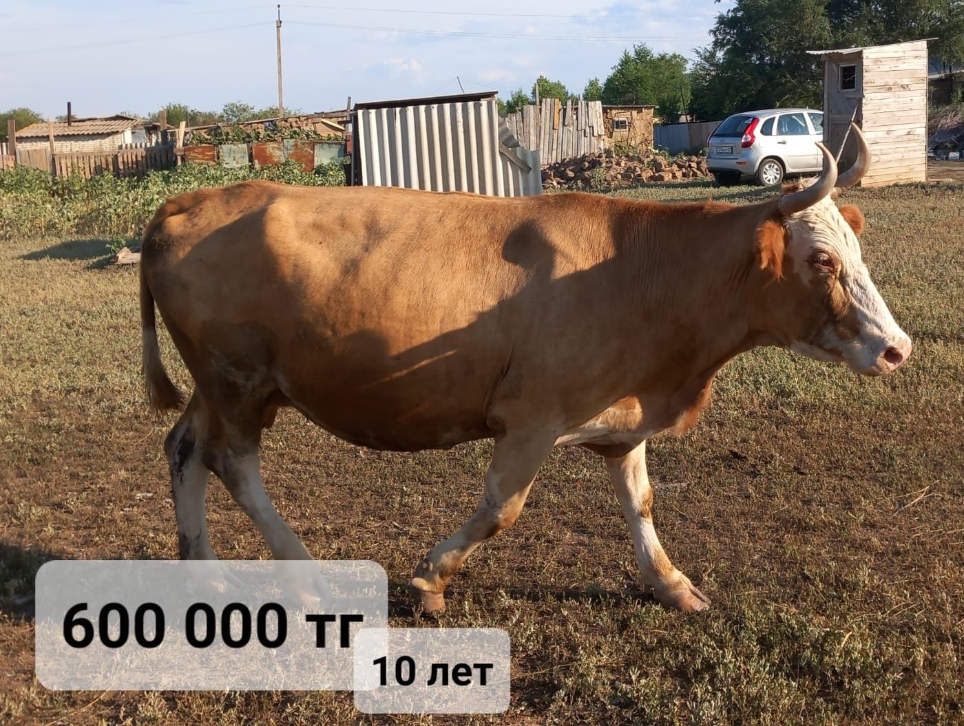 Продам тёлочек и корову