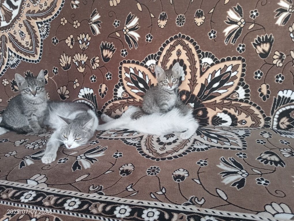 Отдам котят бесплатно.