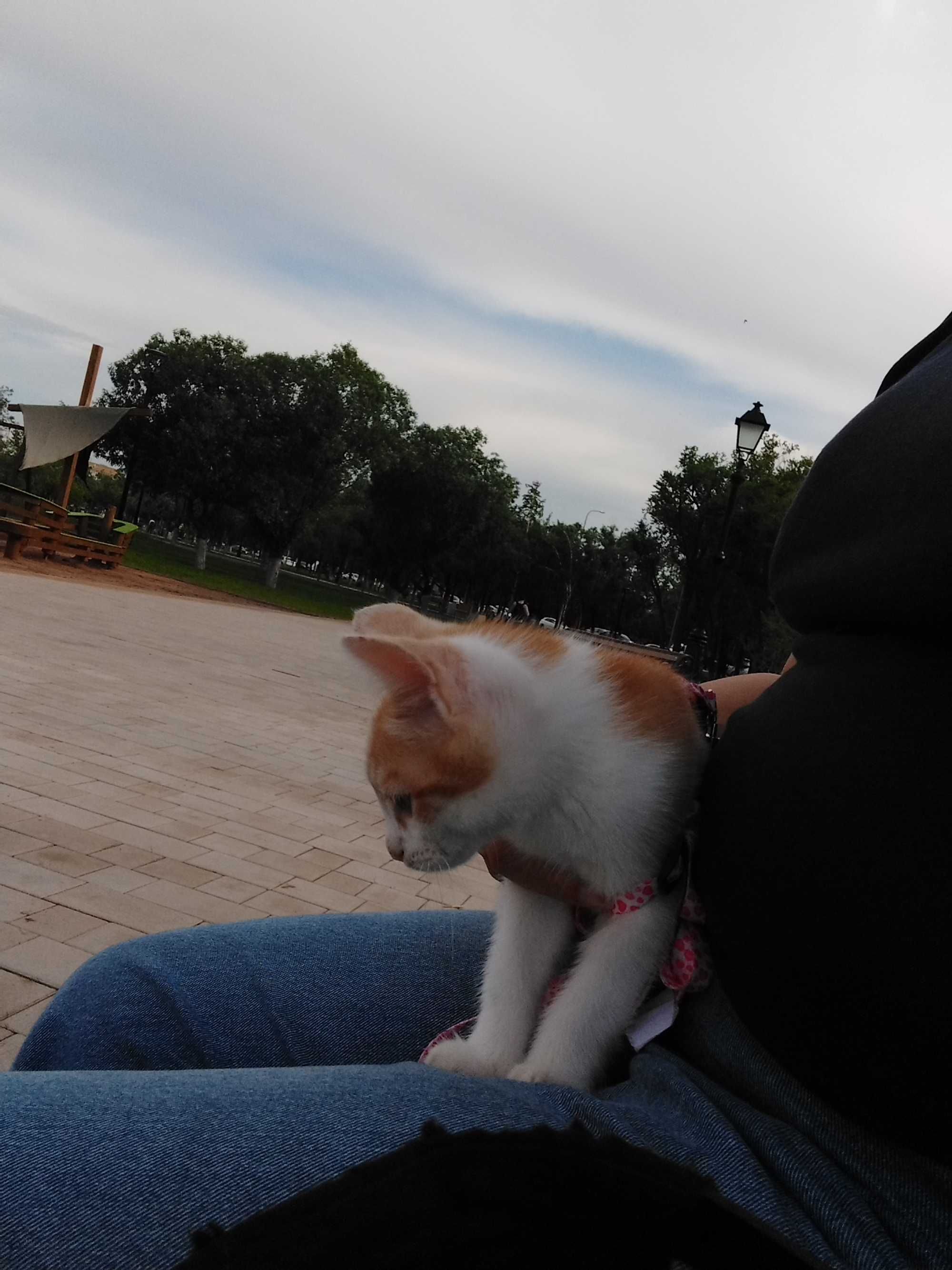 Отдам котёнка в хорошие, добрые руки