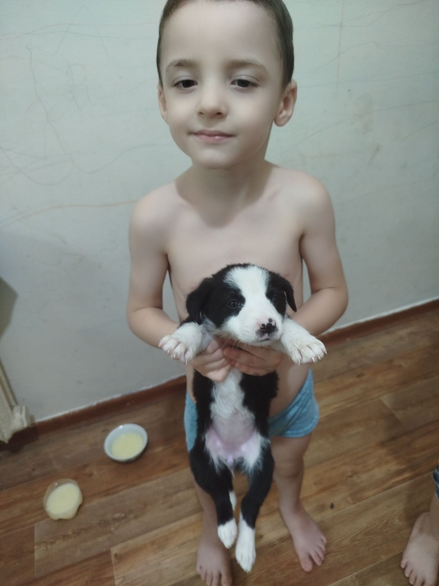 Щенки бесплатно на пристройство.