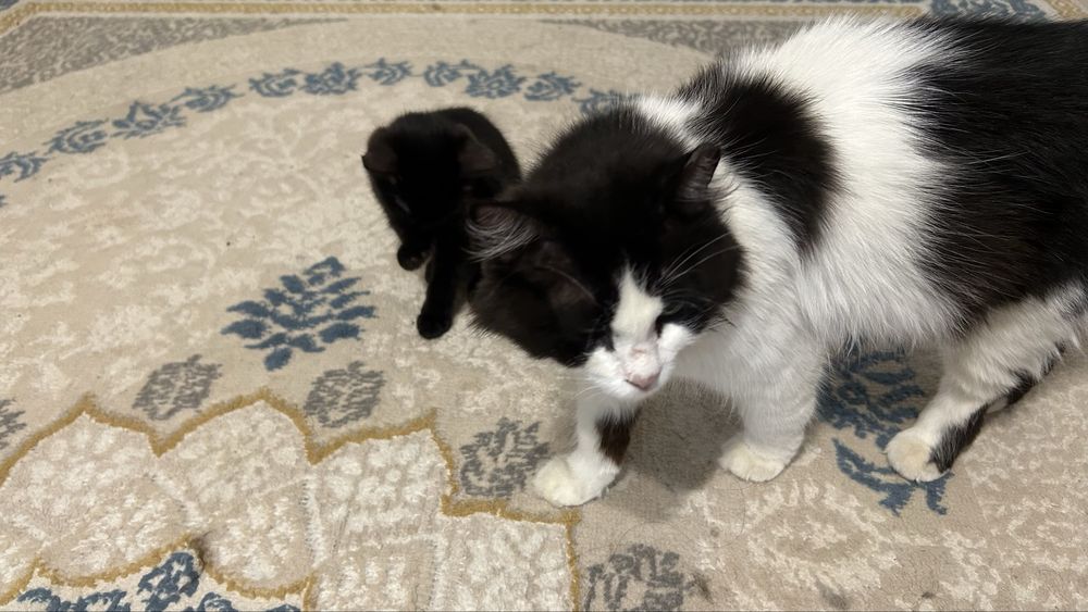 Котенок в добрые руки!