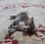 Котёнок  мальчик