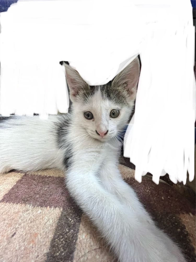 Котенок , 2 месяца,девочка